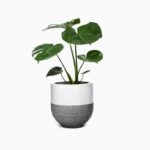 گلدان آپارتمانی یوکا بدون ساقه